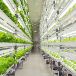 Fujitsu ha inaugurato un impianto futuristico e iper-tecnologico per la coltivazione della lattuga.