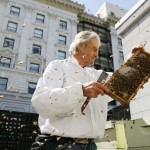 Migliaia di api vivono sul tetto del Clift Hotel di San Francisco.