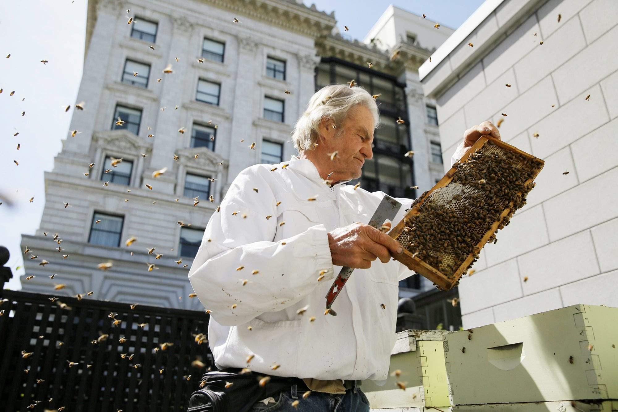 Migliaia di api vivono sul tetto del Clift Hotel di San Francisco.