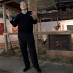 Bill Gates ha deciso di donare centomila pulcini per sostenere l'avicoltura africana.