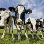 Cainthus lancerà sul mercato un software per il riconoscimento facciale delle mucche.
