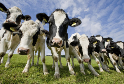 Cainthus lancerà sul mercato un software per il riconoscimento facciale delle mucche.